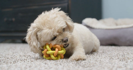 Choose kind cleaning that protects your dogs